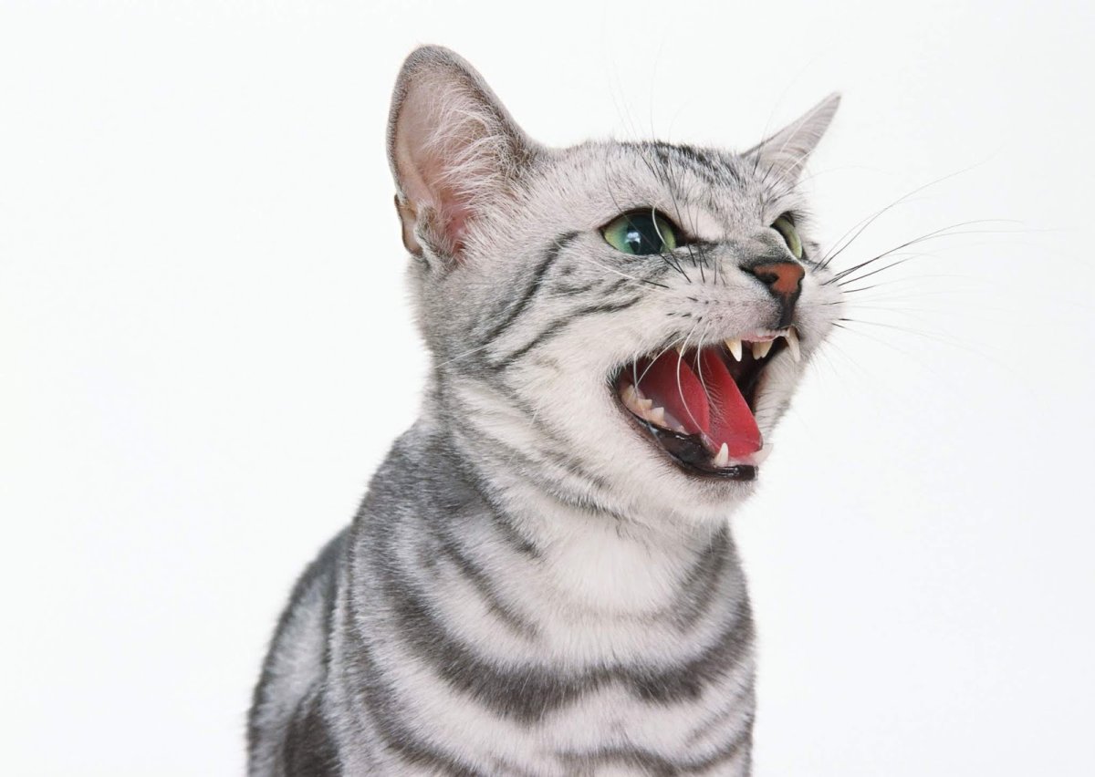 Сумасшедшие коты