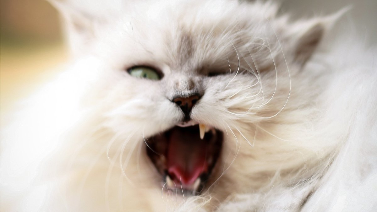 Орущий кот Мем