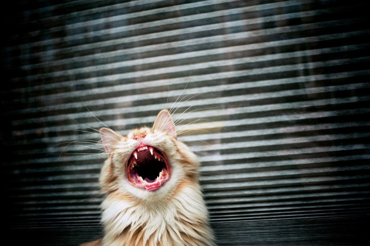 Смешной кот с открытым ртом
