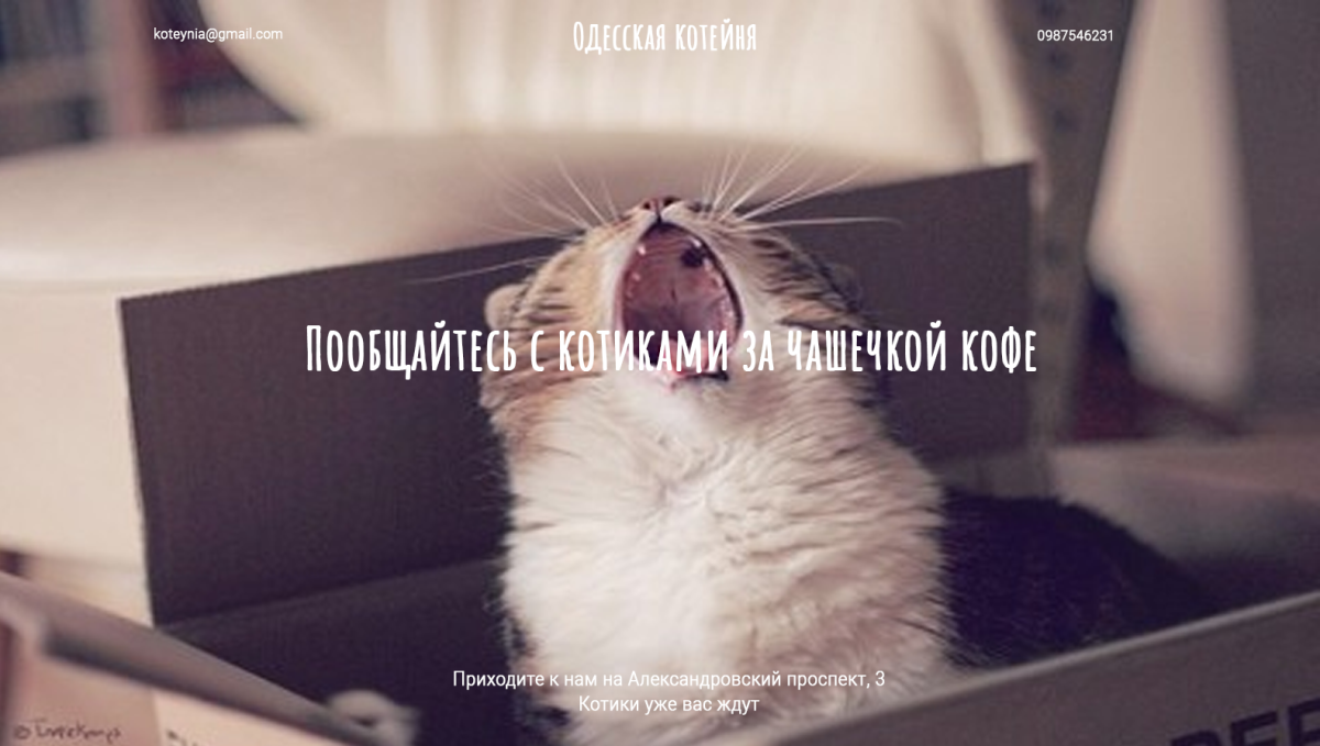 Кот в истерике