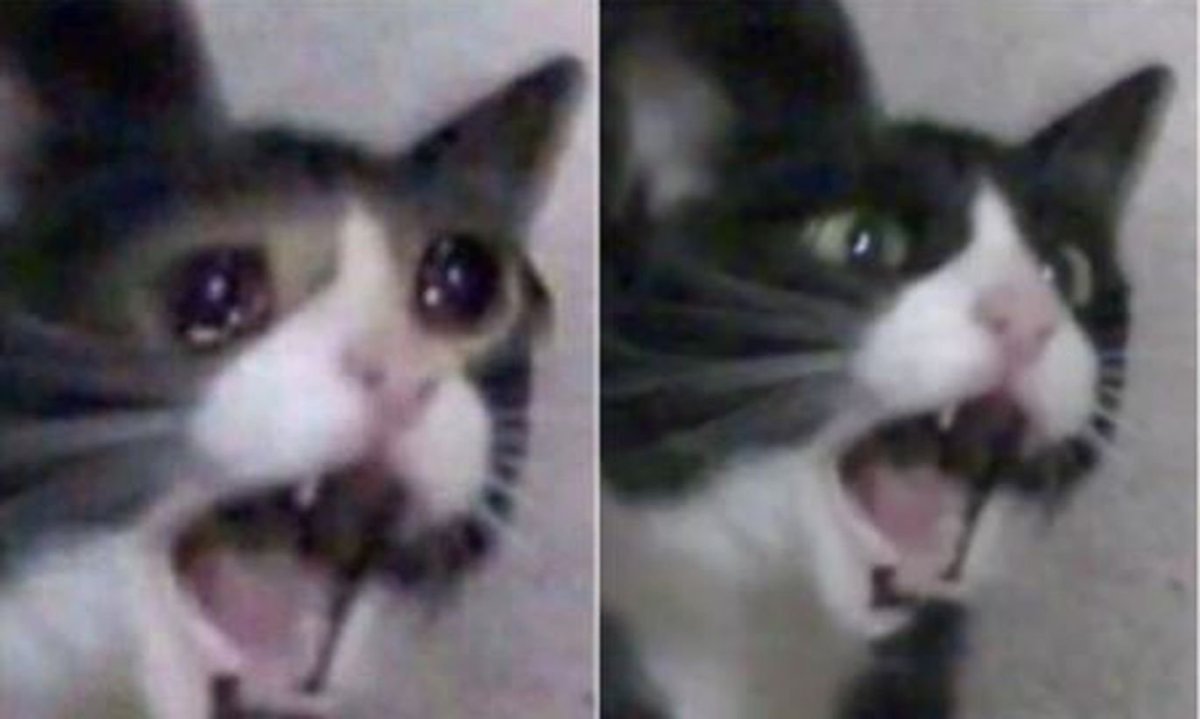 Веселые кошки