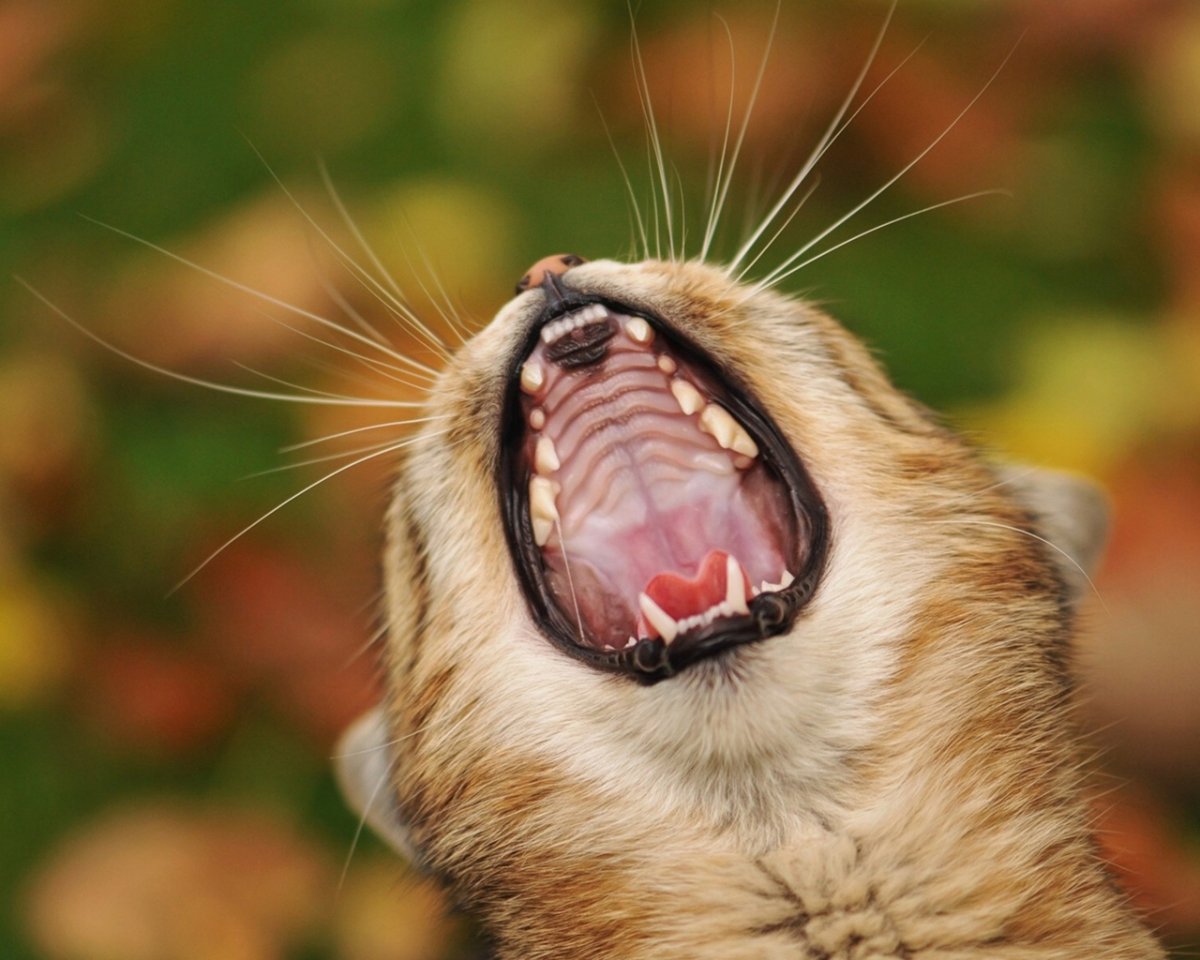Кот с открытым ртом