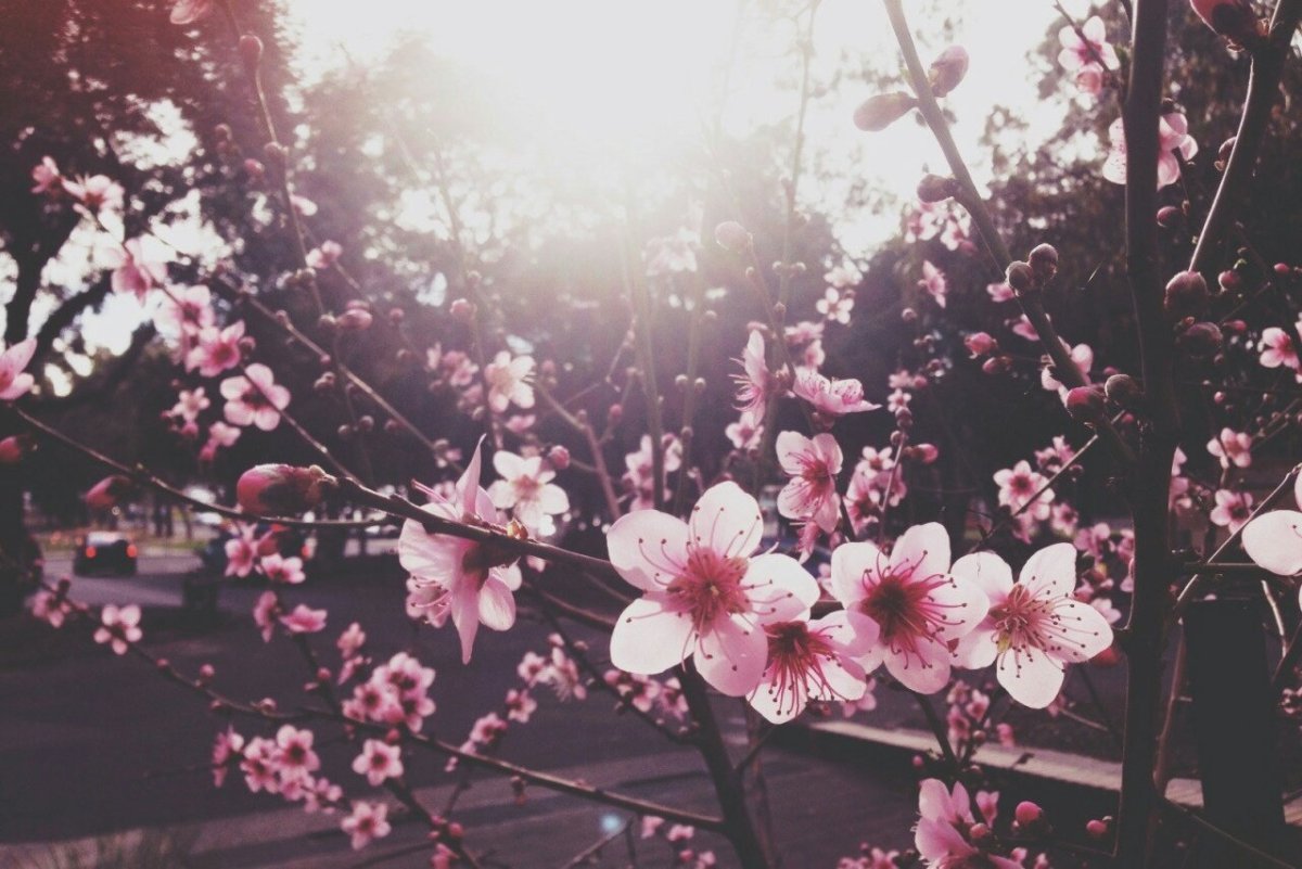 Красивые ветки деревьев