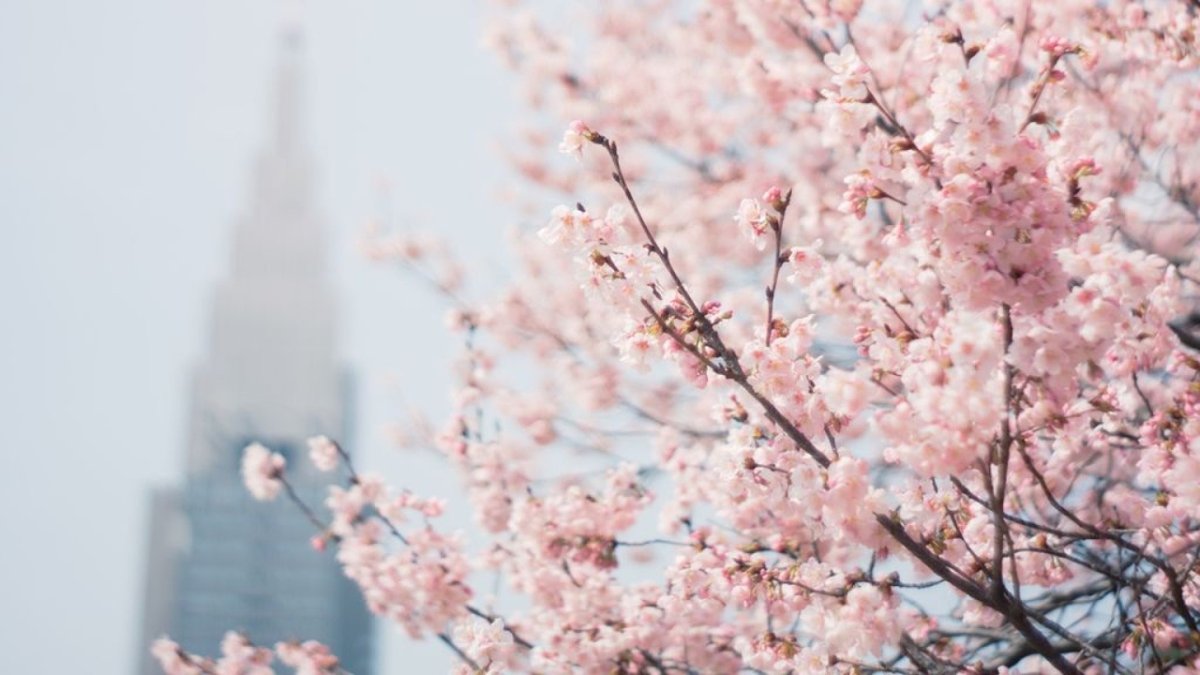 Сухоцветы Минимализм