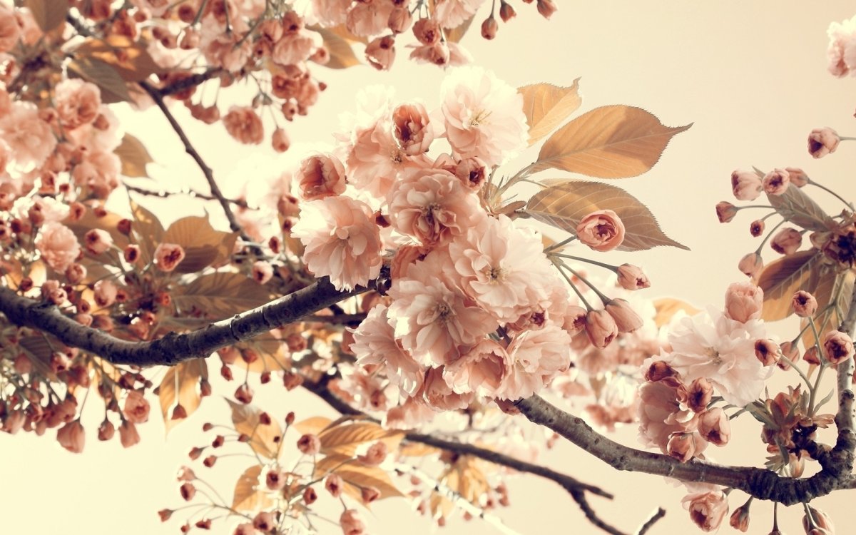 Эстетика фиолетовой весны