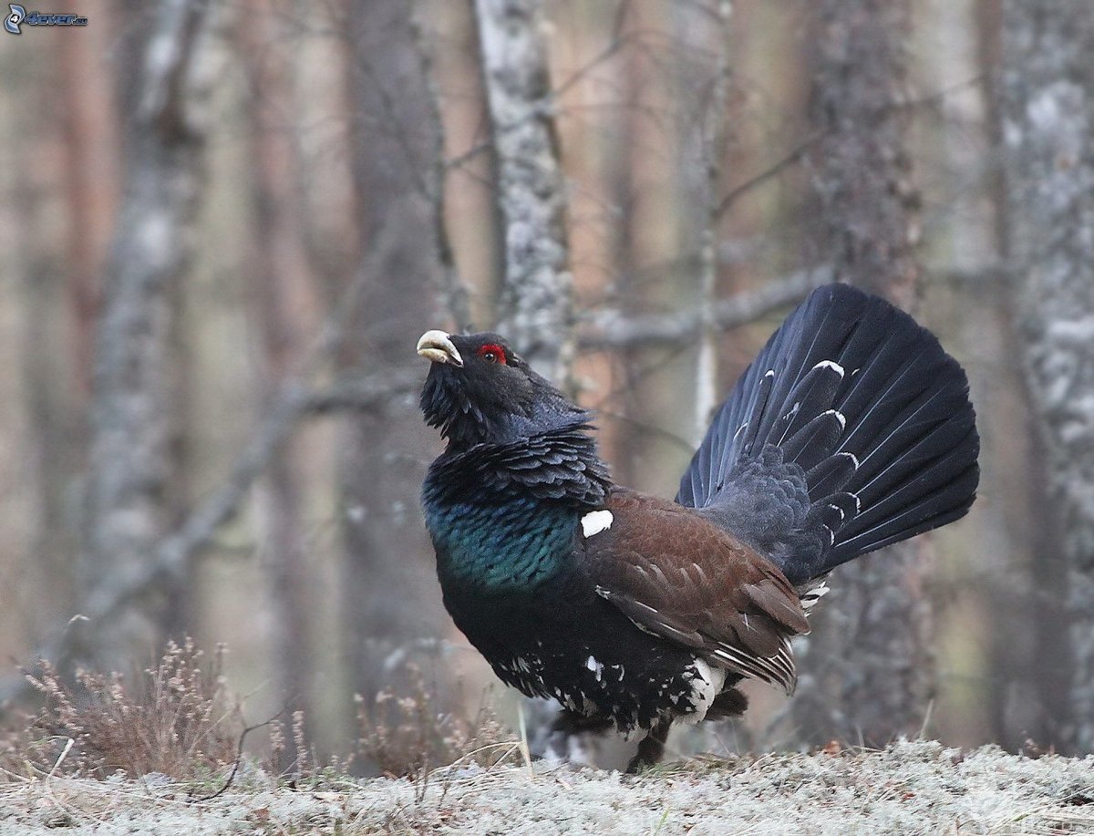 Глухарь (Tetrao urogallus)