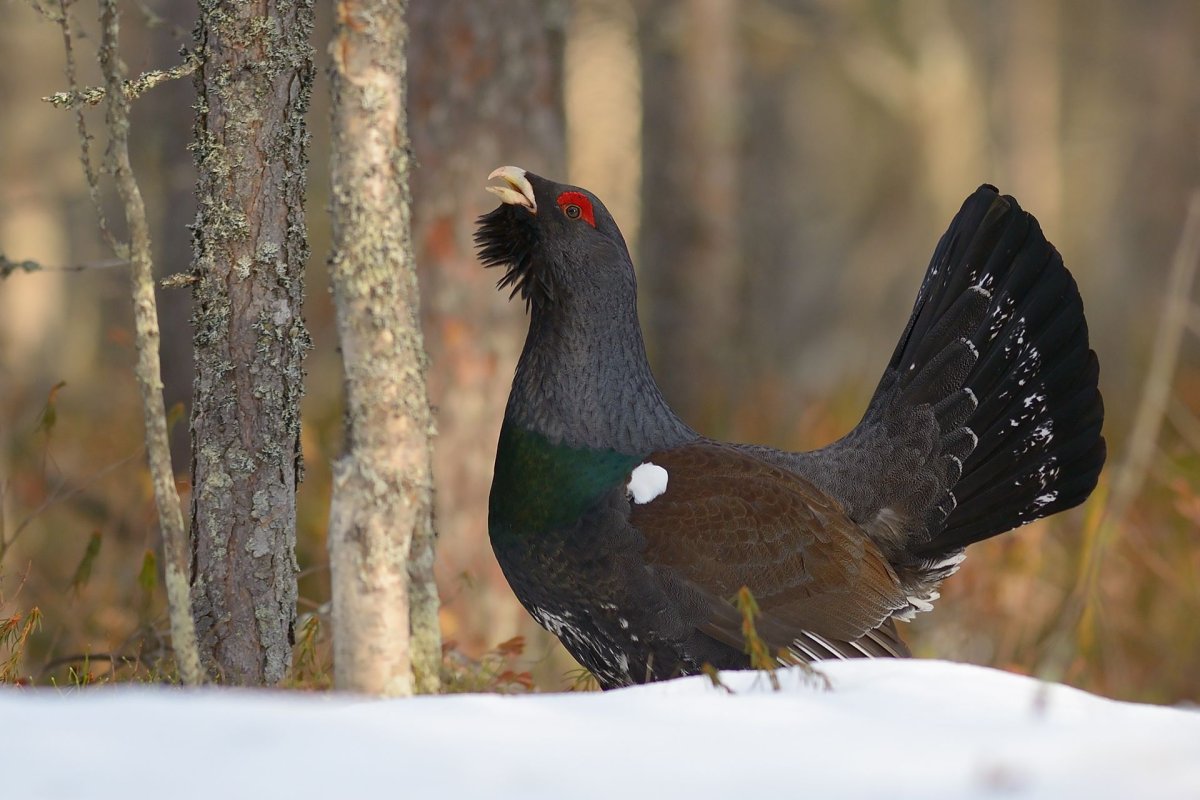 Глухарь птица девочка