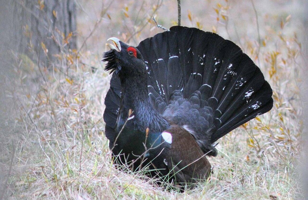 Зоб глухаря