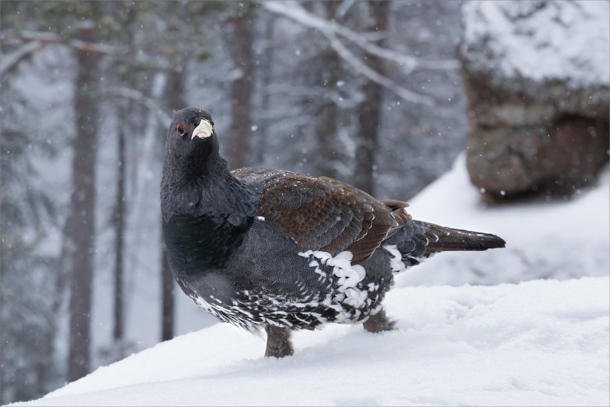 Глухарь зимой