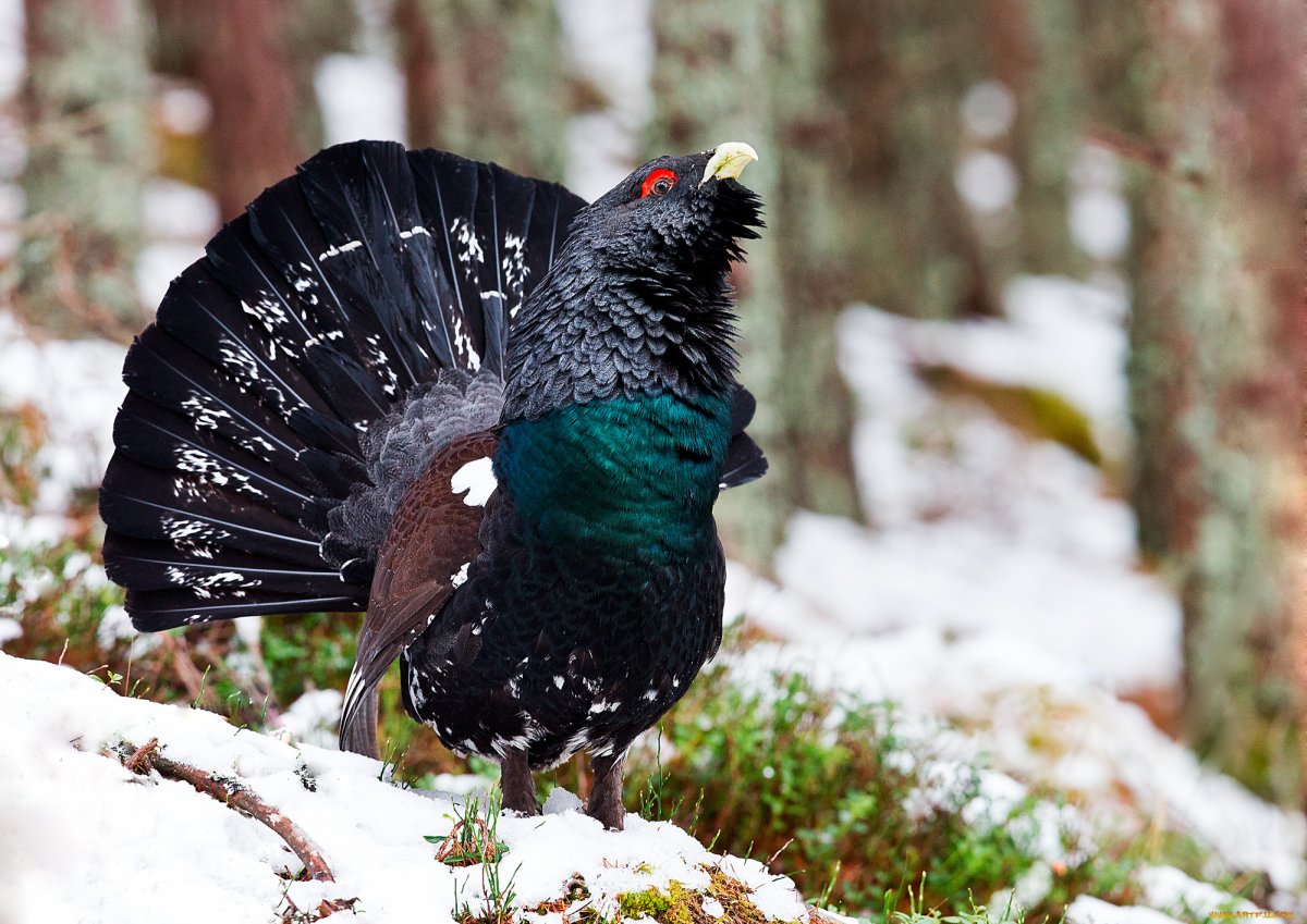 Глухарь (Tetrao urogallus)