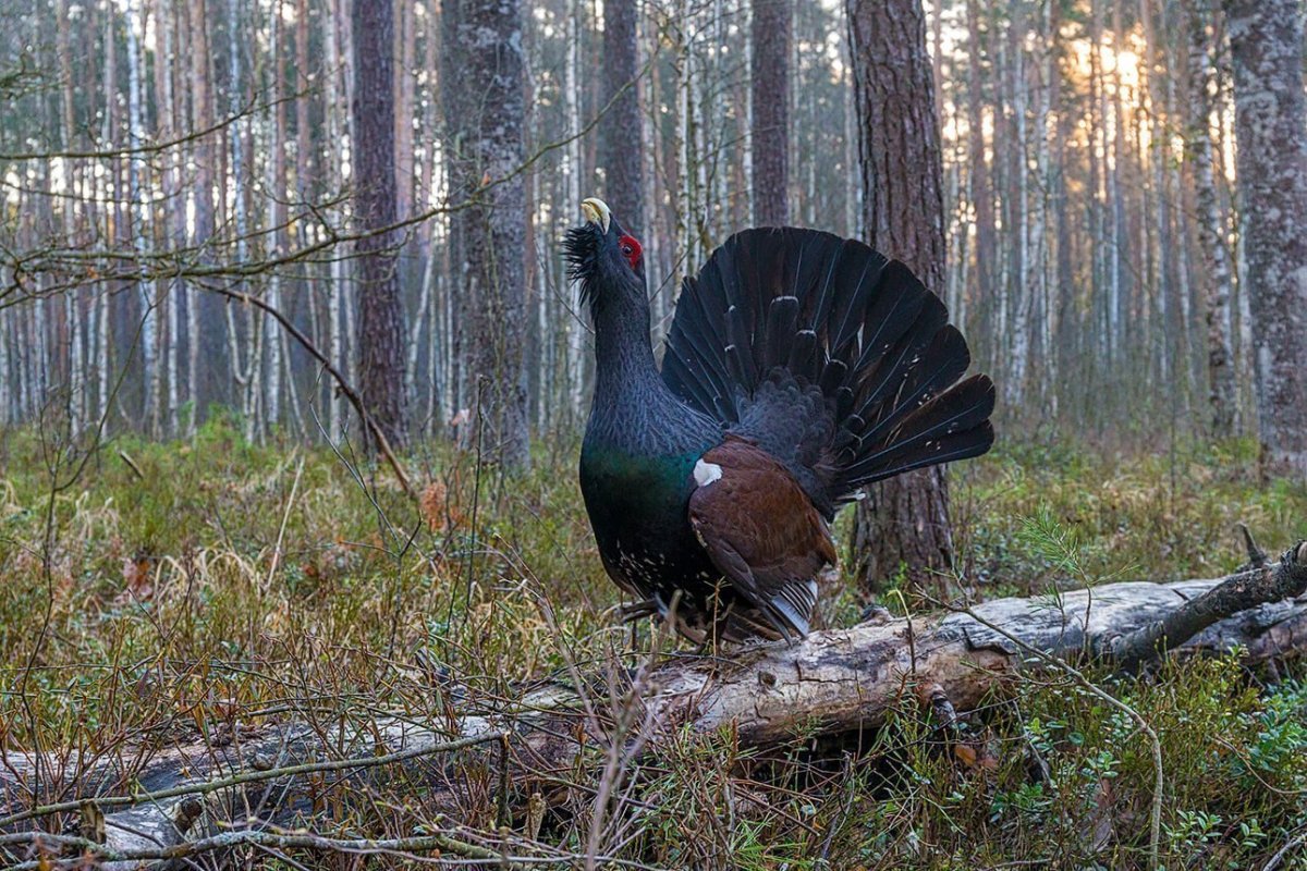 Беловежская пуща тетерев