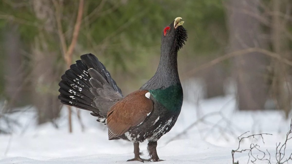 Тетерев птица и Глухарь