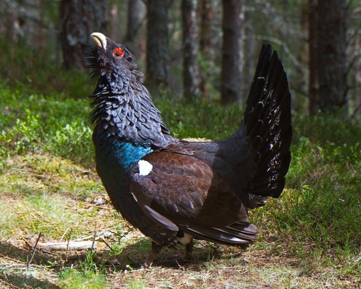 Глухарь (Tetrao urogallus)