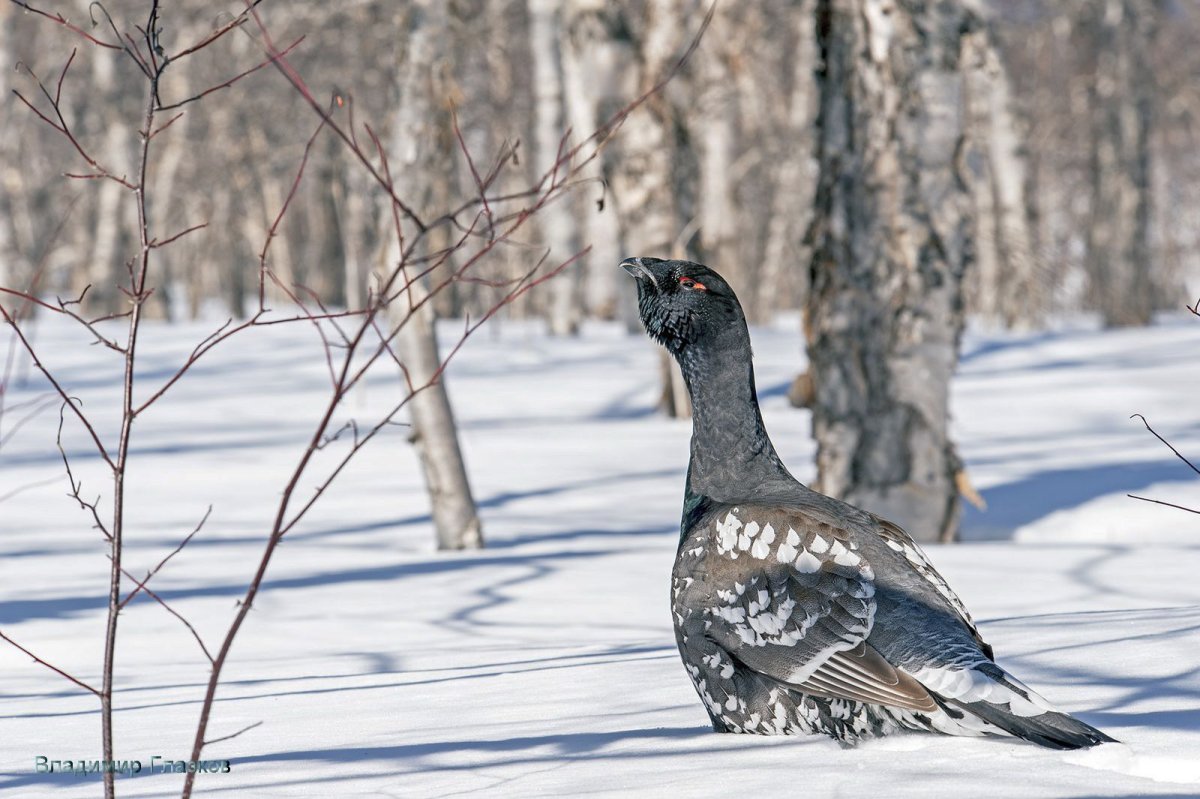 Камчатский Глухарь