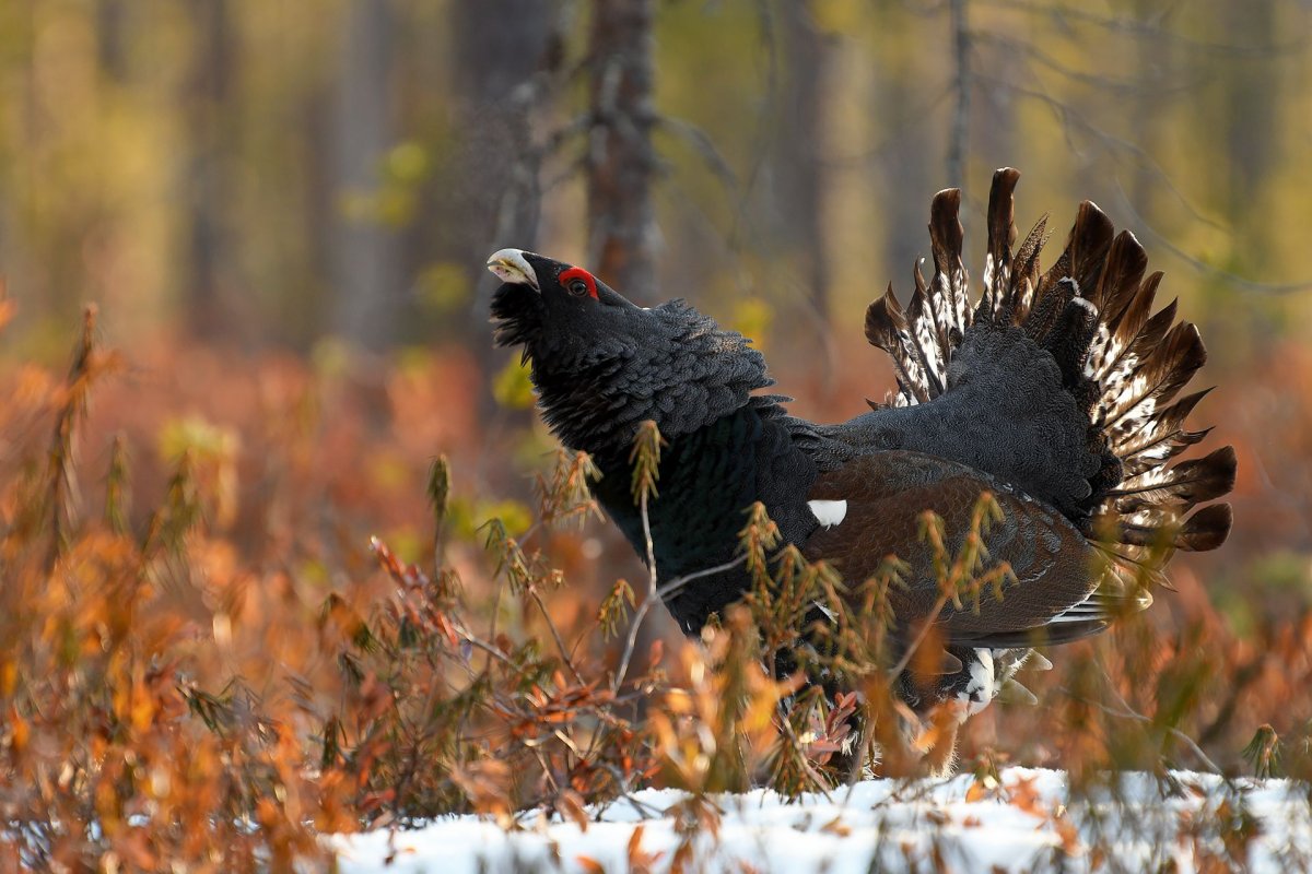 Обыкновенный Глухарь