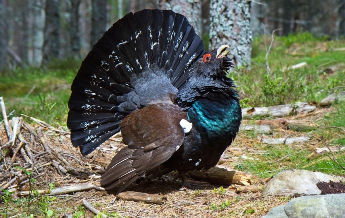Тетерев и Глухарь