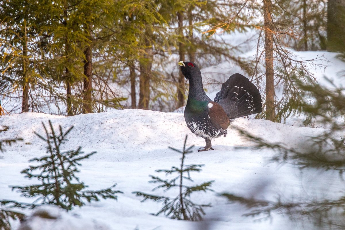 Птицы Челябинской области Глухарь рябчик