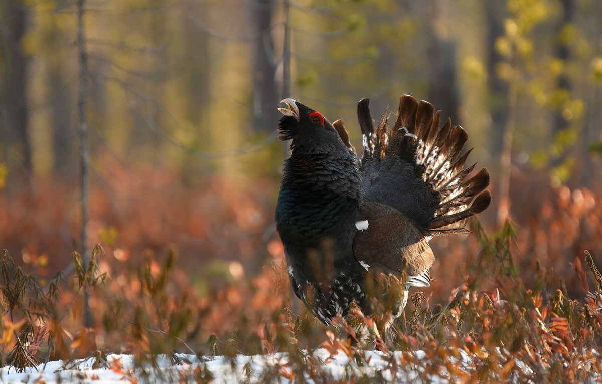Осенний Глухарь птица