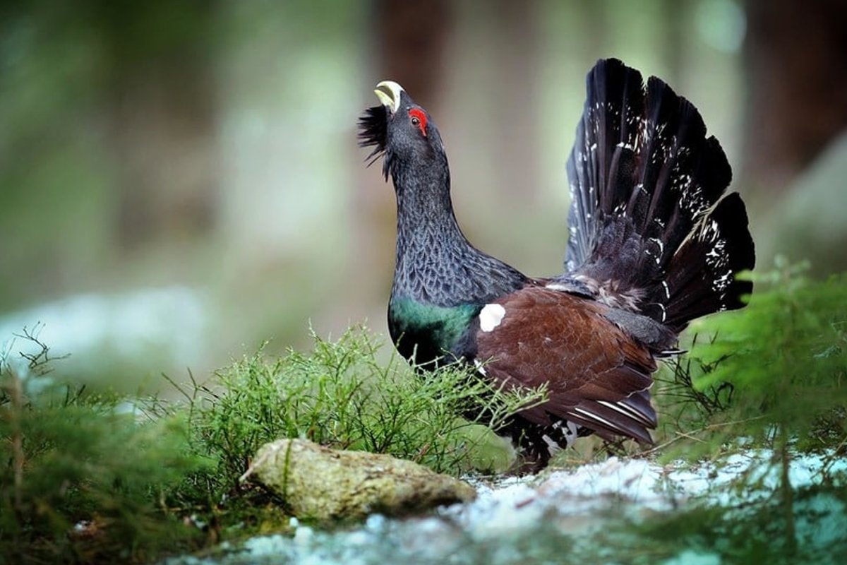 Чернобрюхий Глухарь