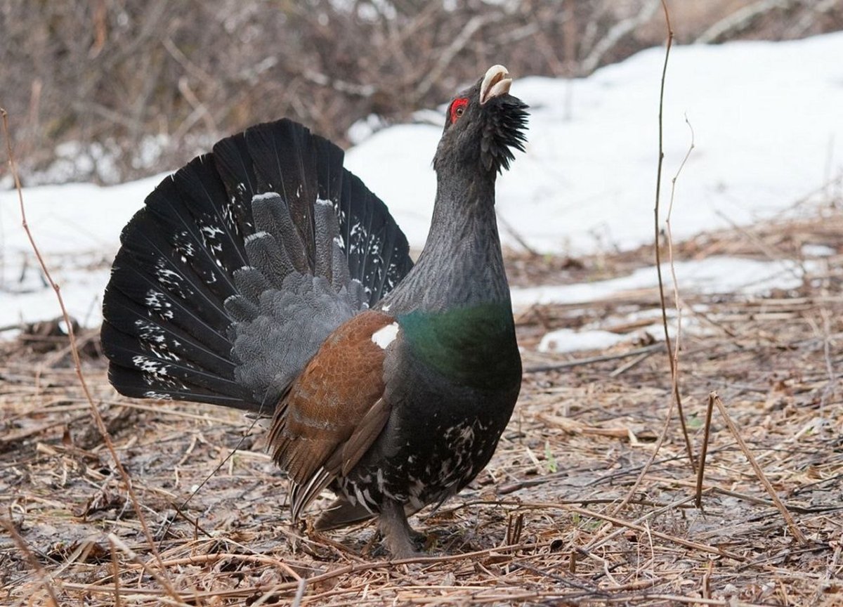 Обыкновенный Глухарь