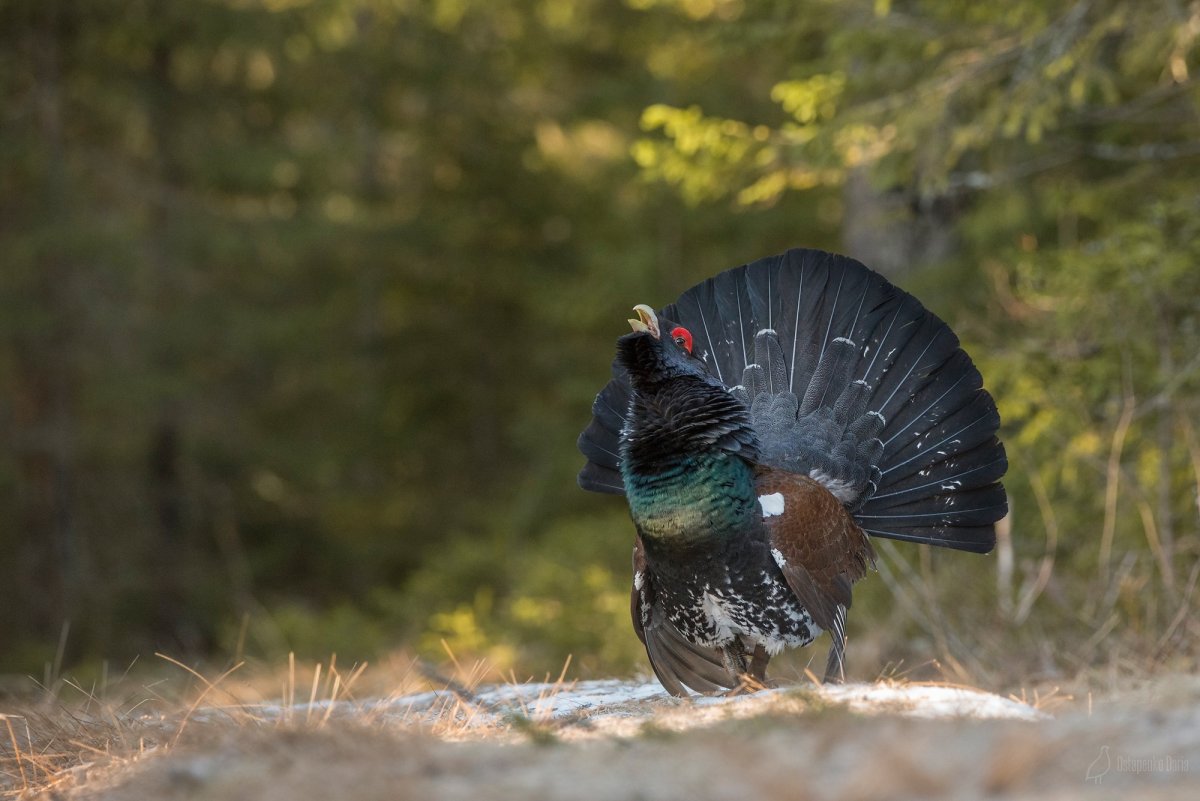 Глухарь токует