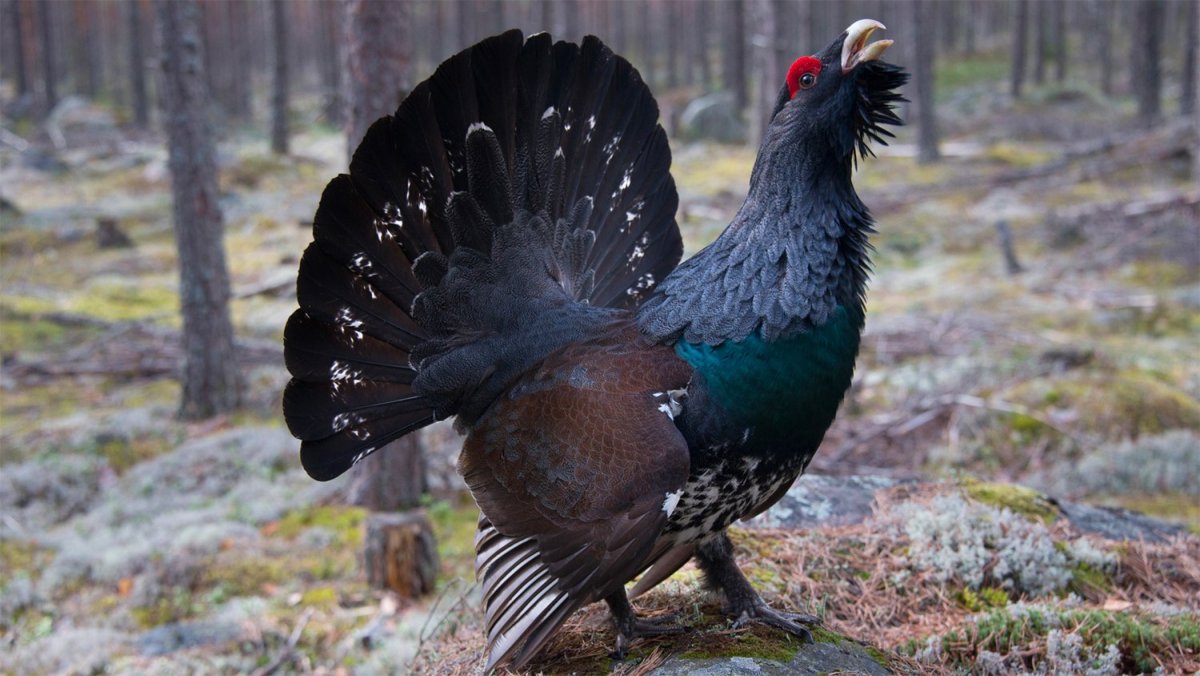 Чернобрюхий Глухарь