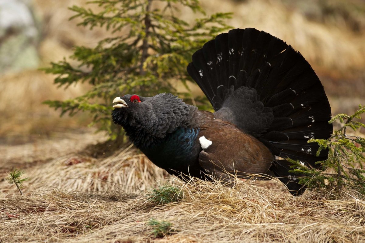 Охота на глухаря и тетерева