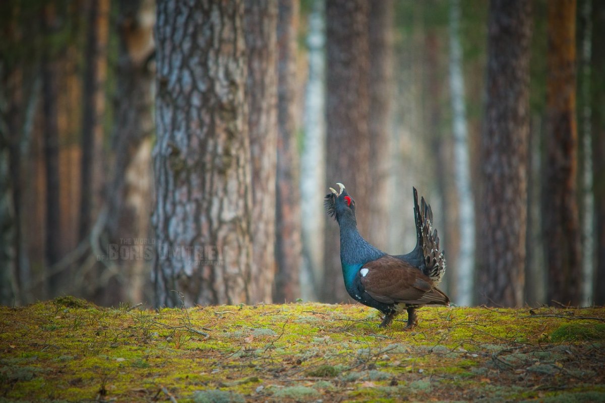 Глухарь птица фото высокого разрешения