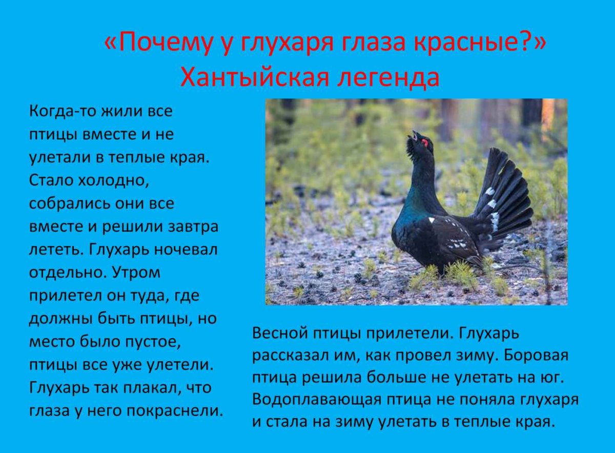 Глухарь описание