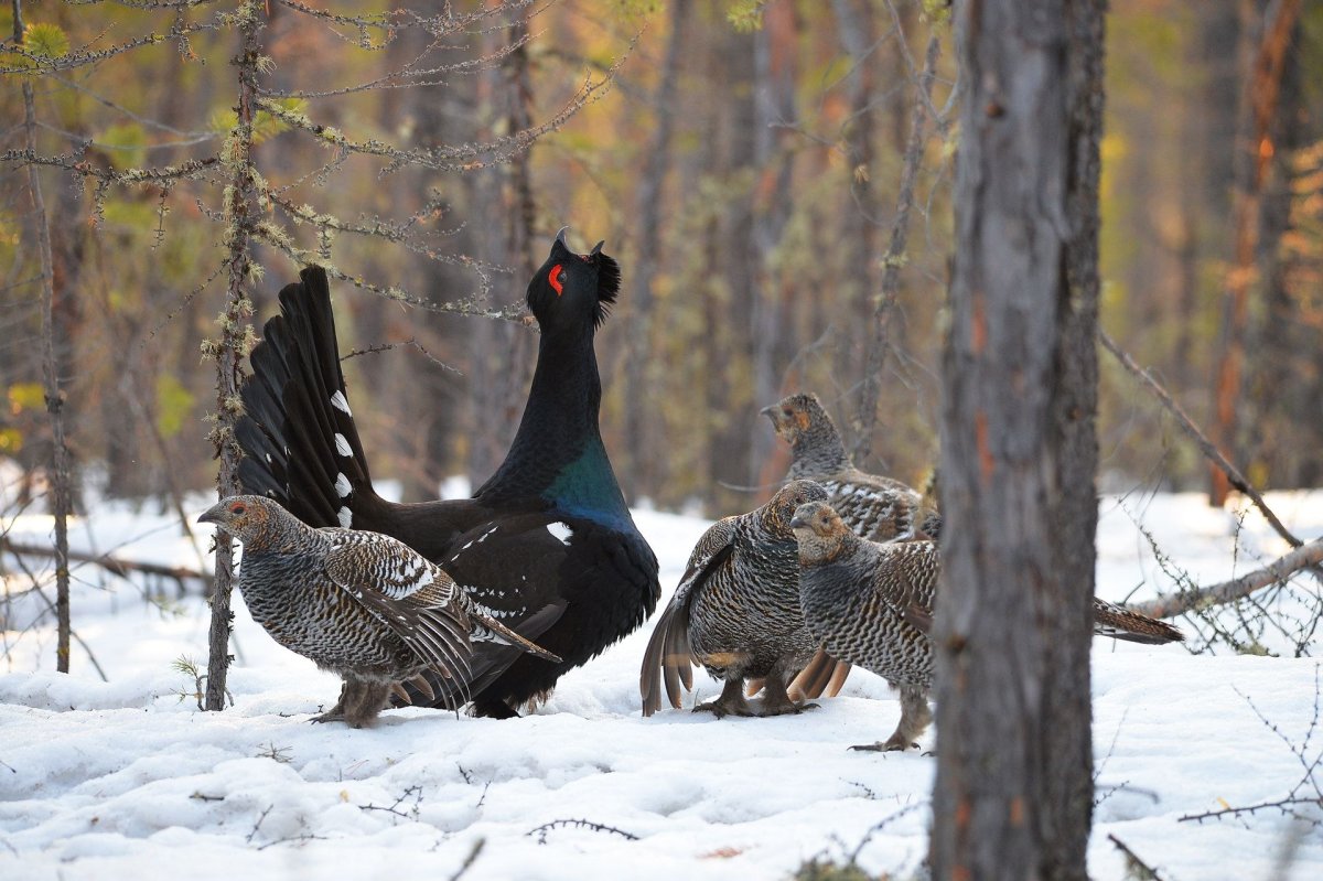 Глухарь в Воронежской области