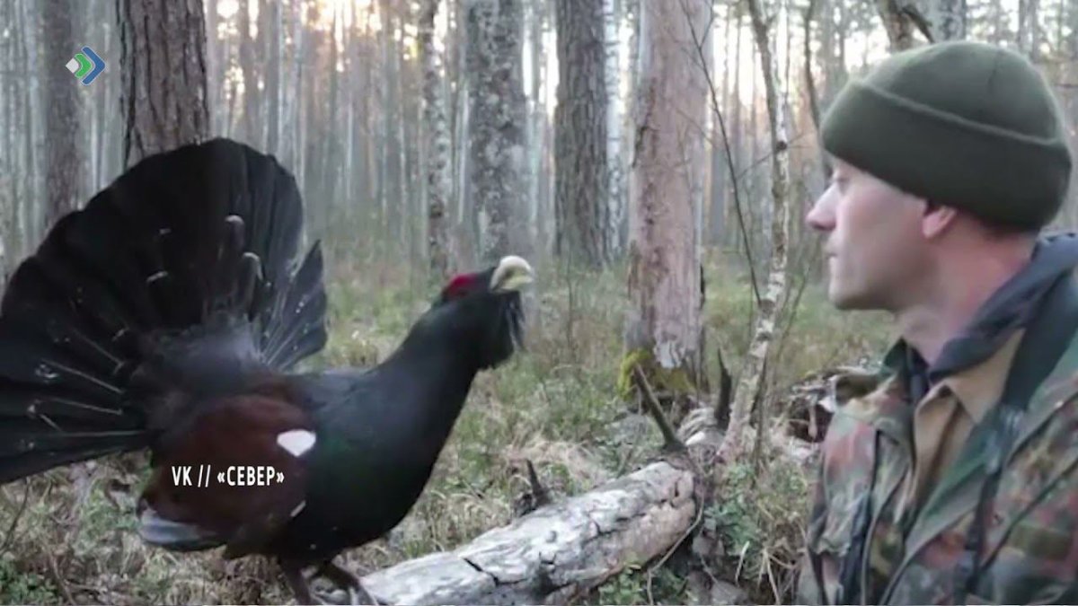 Глухарь птица с человеком