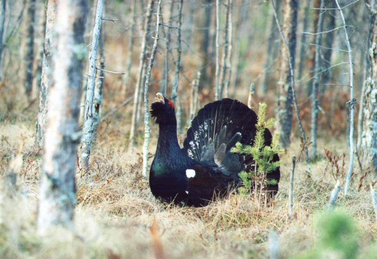 Глухарь токует звук
