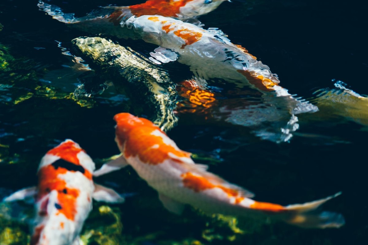 Карпы кои Хаяо Миядзаки