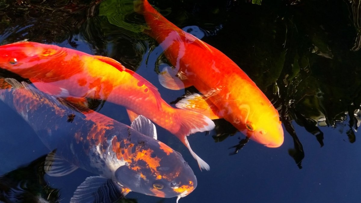 Рыба кои арт