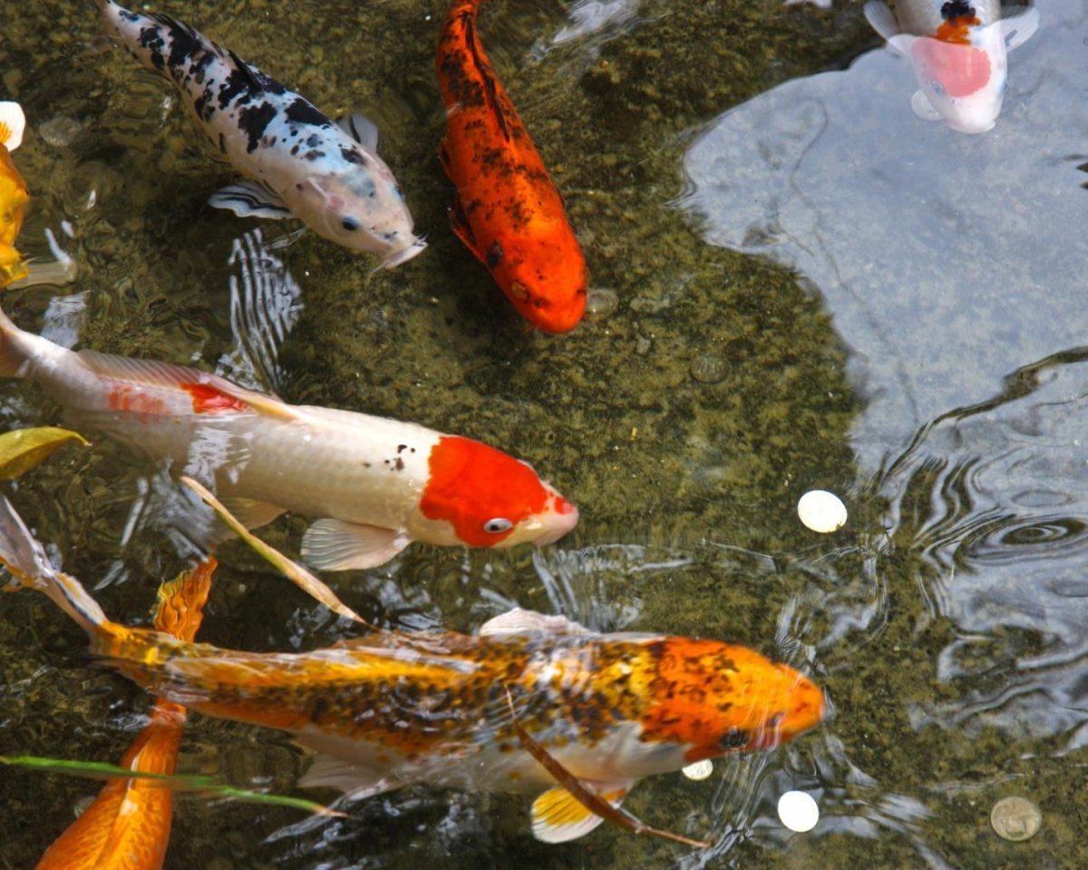 Карпы кои в аквариуме