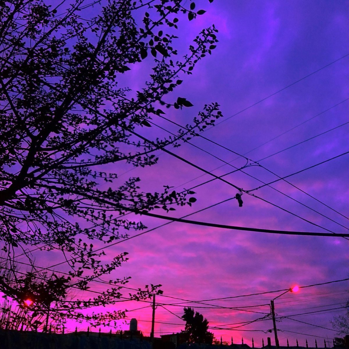 Фиолетовые фото