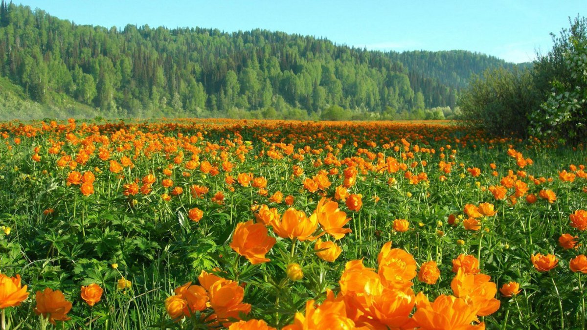 Купальница Забайкалье