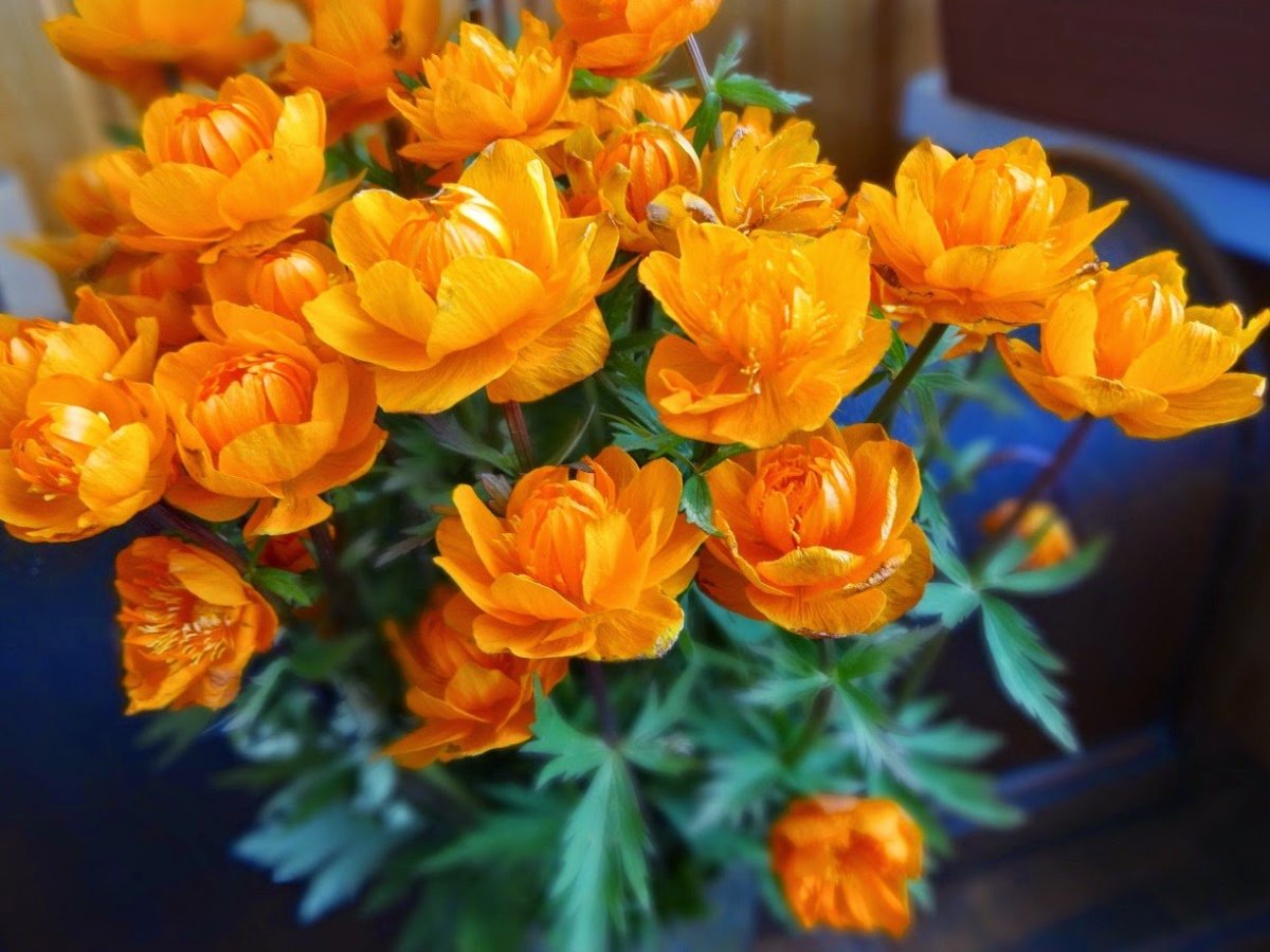 Купальница Сибирская