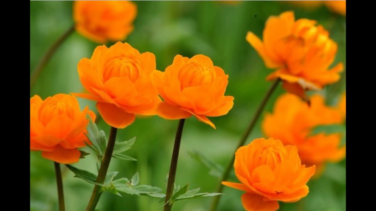 Купальница азиатская огоньки