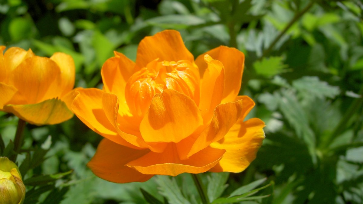 Купальница европейская