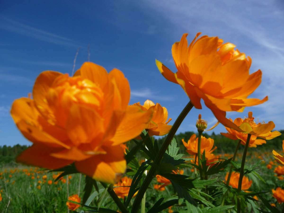 Купальница Сибирская