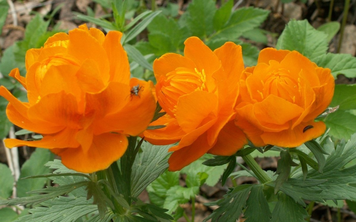 Купальница европейская