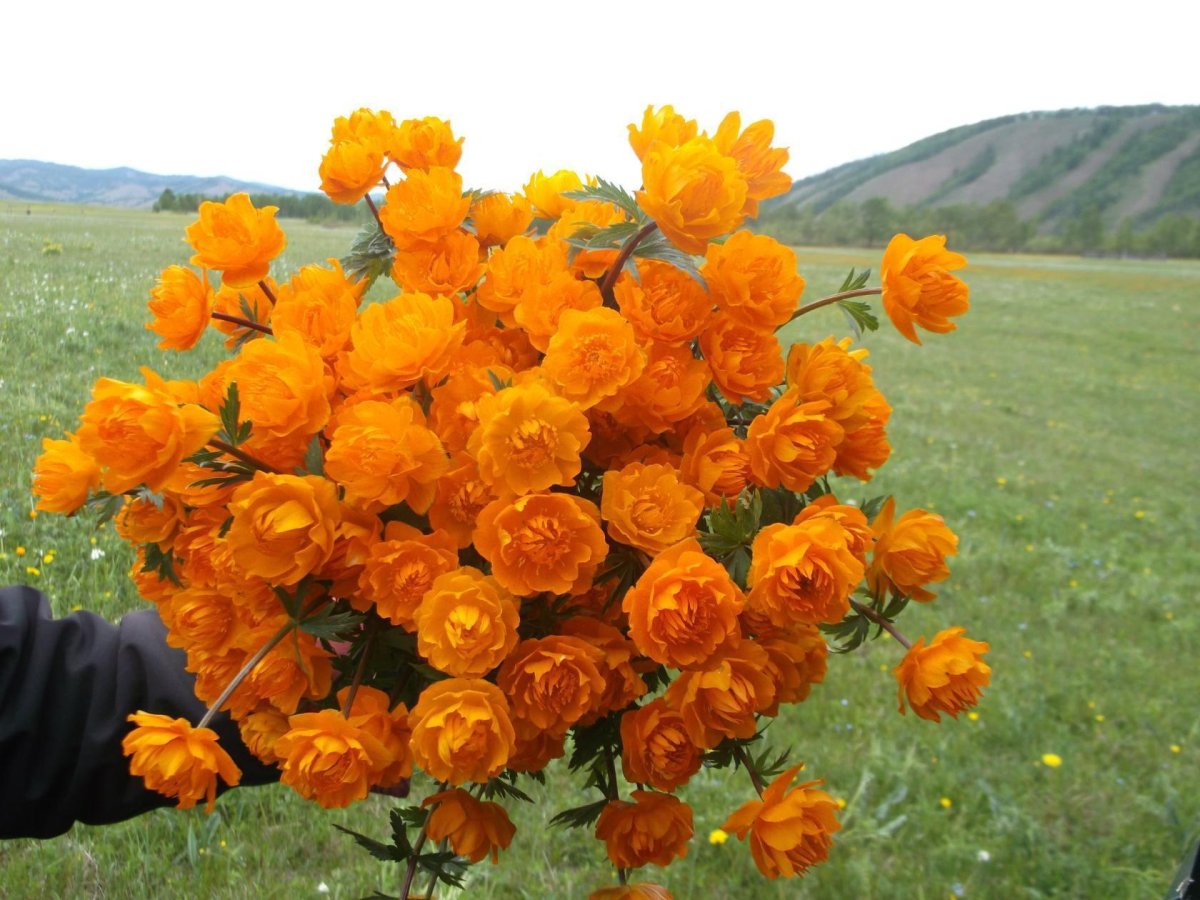 Жарки цветы букет