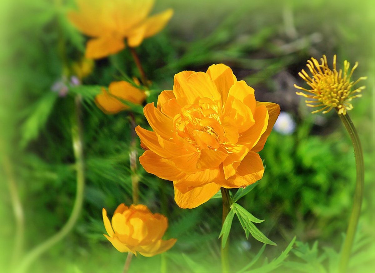 Купальница джунгарская