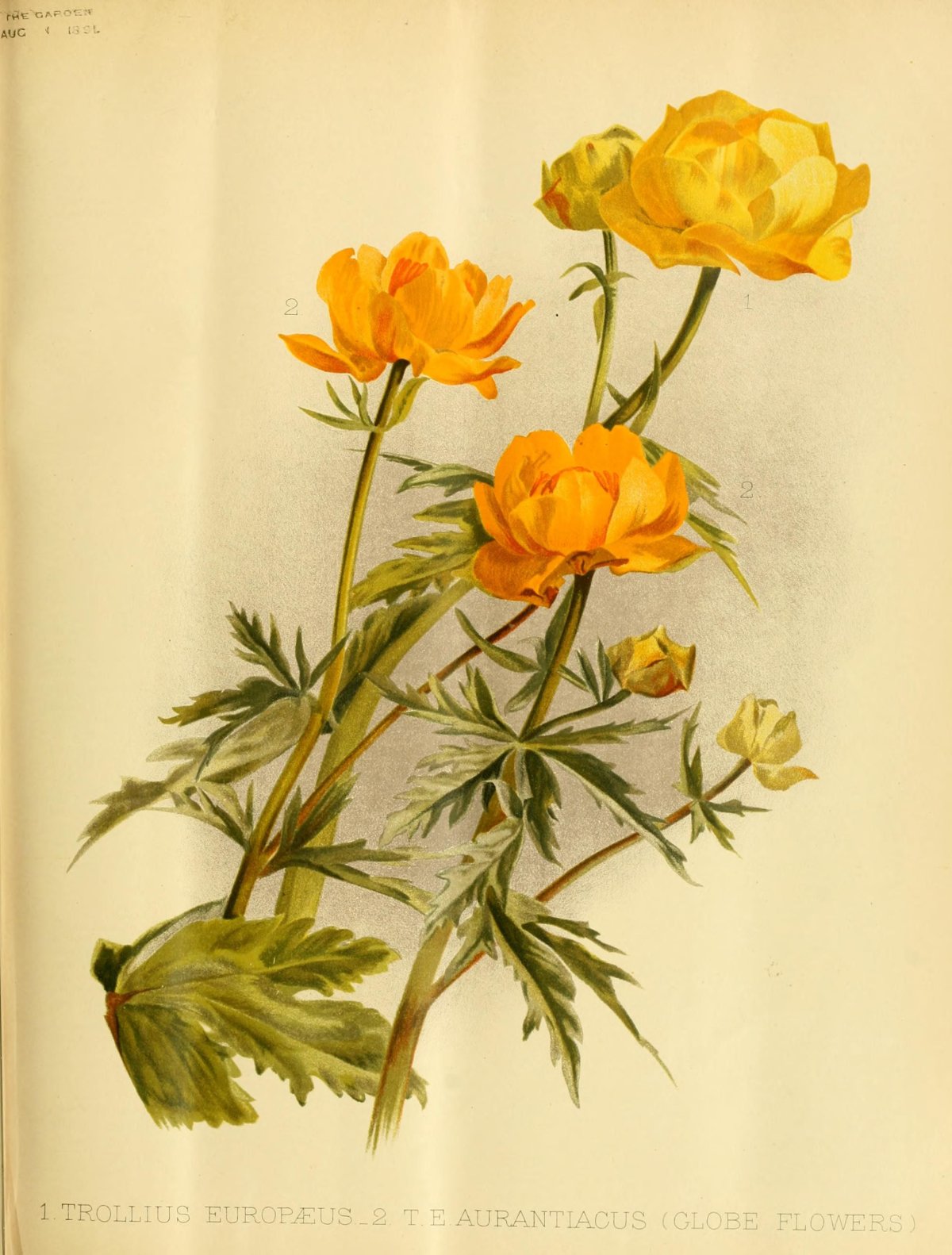 Купальница европейская Ботаническая иллюстрация