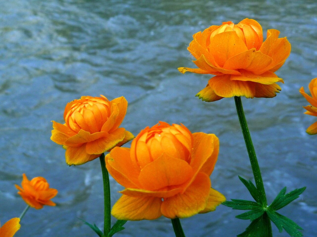 Купальница Сибирская роза