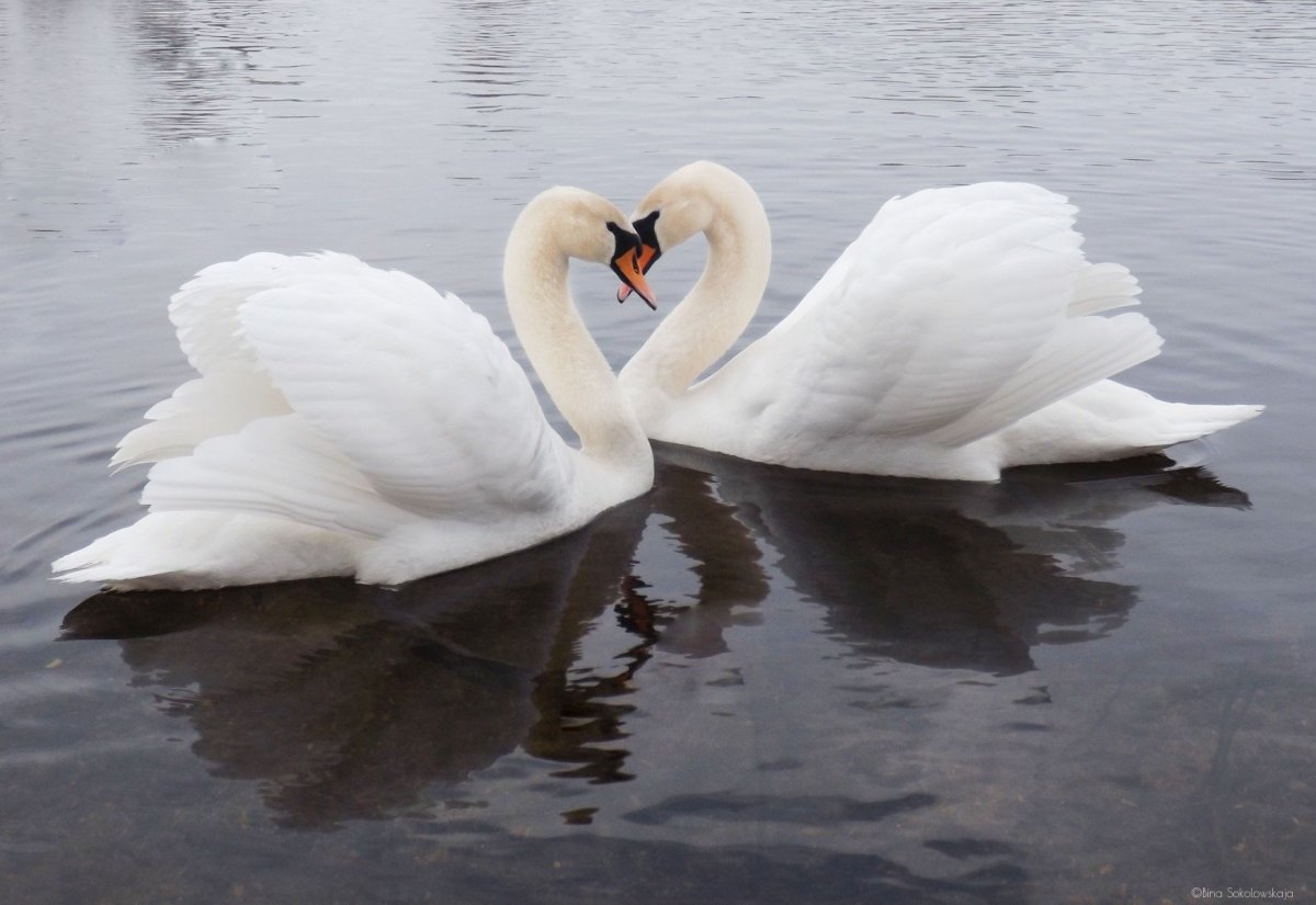 Лебеди на свадьбу