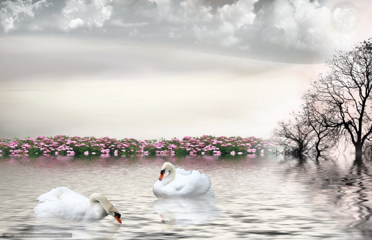 Фотообои лебеди в пруду на стену