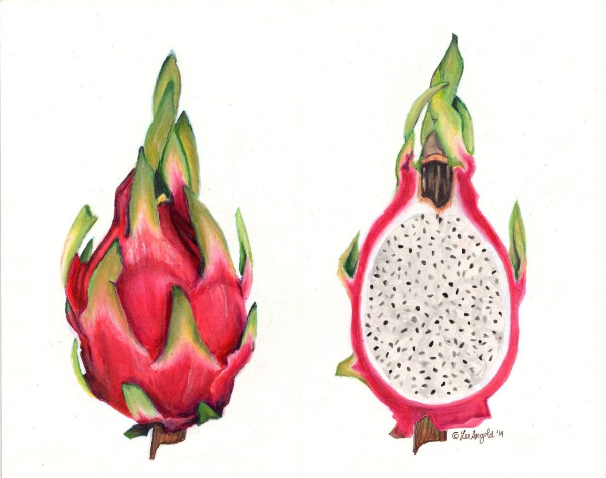 Питайя белая