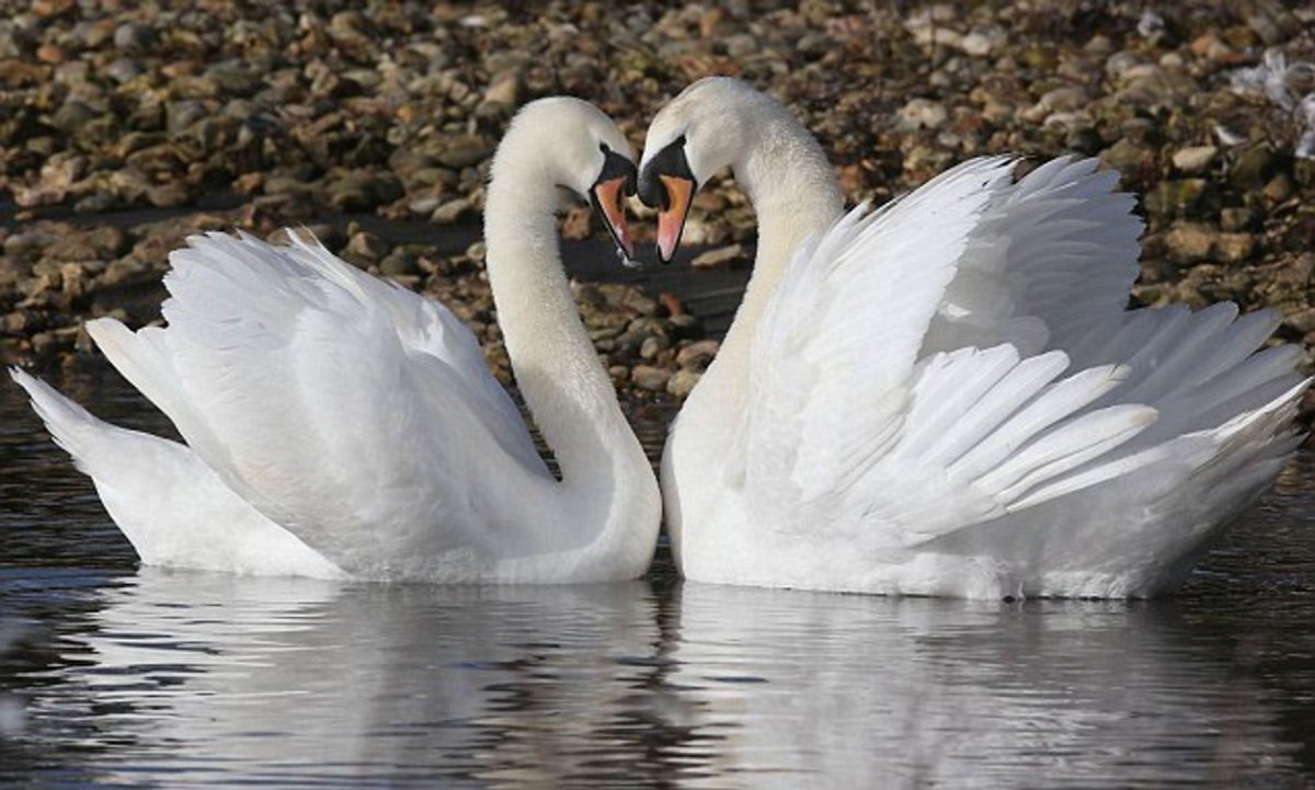 Лебеди сердце
